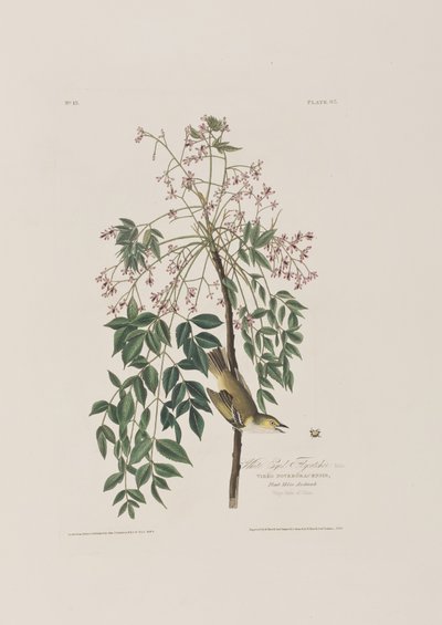 Illustrasjon fra 'Birds of America' av John James Audubon