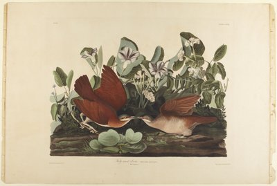  av John James Audubon