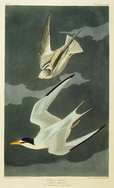 Lesser Tern. Lille tern av John James Audubon