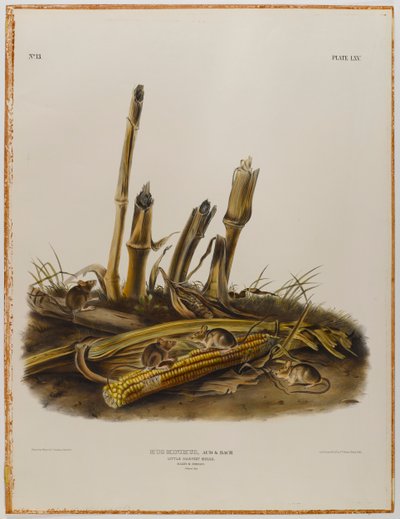 Liten høstmus av John James Audubon
