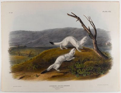 Liten kvikk vesle av John James Audubon