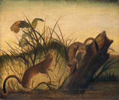 Langhalet weasel, ca. 1845. av John James Audubon