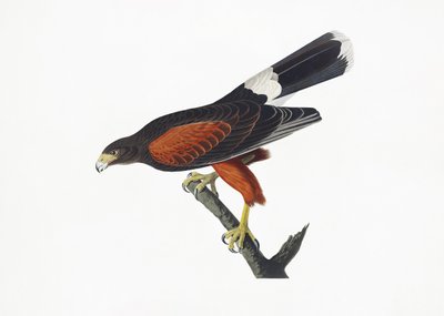 Louisiana-hauk fra *Birds of America* (1827) av John James Audubon
