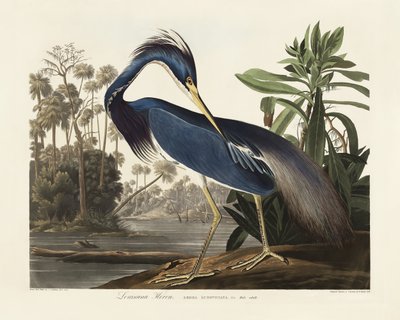 Louisiana-hegre fra *Birds of America* (1827) av John James Audubon
