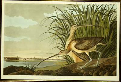 Hann og hunn langnebbet curlew av John James Audubon