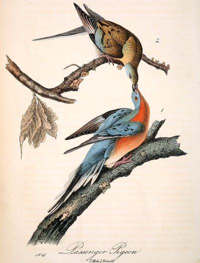 Mershons Passasjerduen (Audubon-plate, beskjæring) av John James Audubon