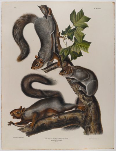 Migrerende ekorn av John James Audubon