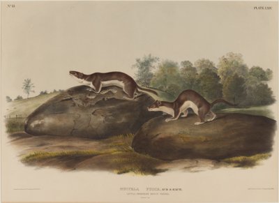 Weasel Shadows av John James Audubon