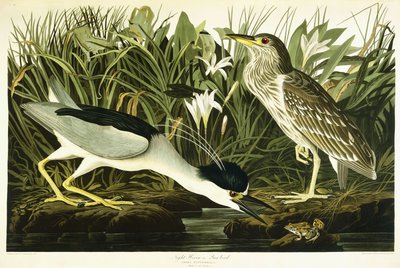 Night Heron eller Lua Bird, 1835 av John James Audubon