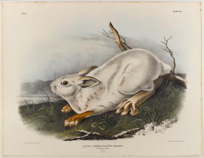Nordhare (vinterpelage) av John James Audubon