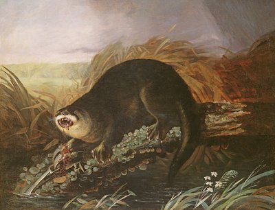 Otter fanget i en felle av John James Audubon