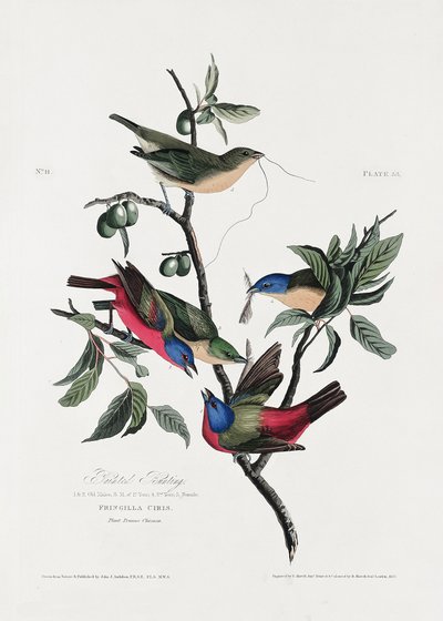 Malt fink fra *Birds of America* (1827) av John James Audubon