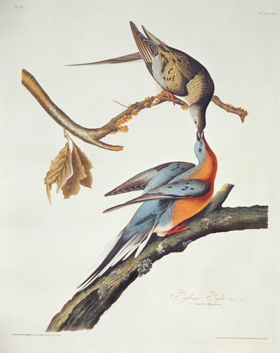 Passenger Pigeon, fra 