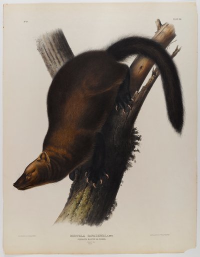 Vimpler martin eller fisher av John James Audubon