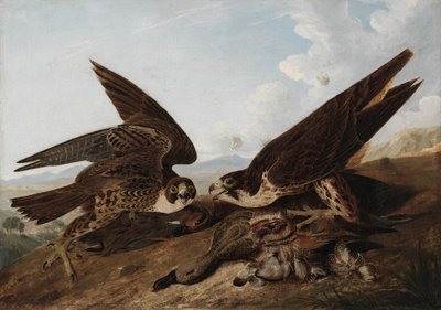 Vandrefalker av John James Audubon