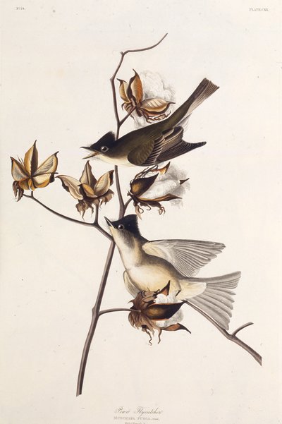 Pewit Fluesnapper. Fra The Birds of America, 1827-1838. av John James Audubon