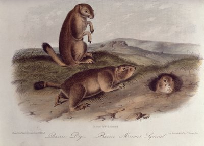 Prairie Dog fra 