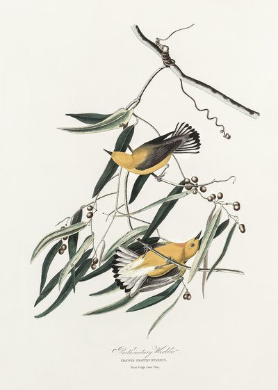 Prothonotary-sanger fra *Birds of America* (1827) av John James Audubon