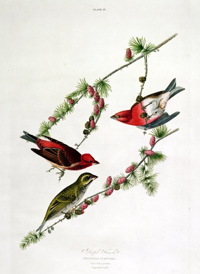 Purple Finch, fra 