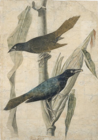 Purple Grackle, tidlig midten av 1800-tallet. av John James Audubon