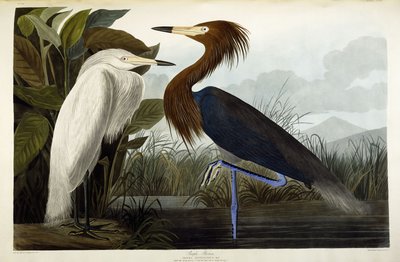 Lilla hegre, ca. 1835 av John James Audubon