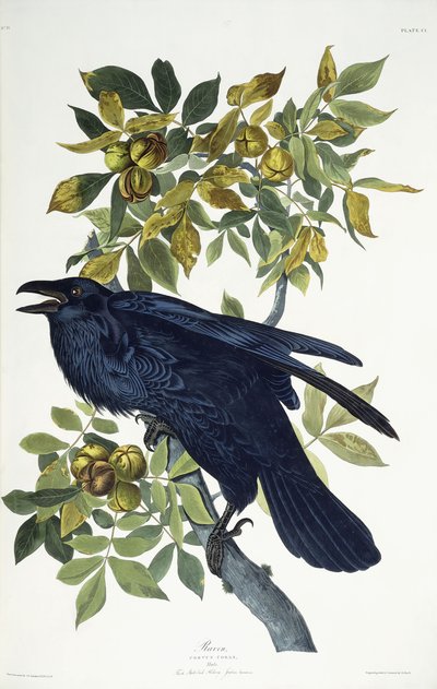 Ravn, av John James Audubon