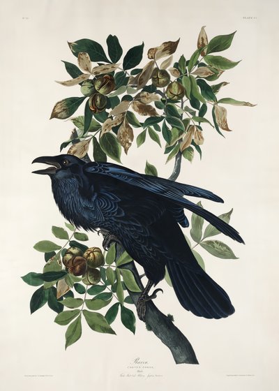 Ravn fra *Birds of America* (1827) av John James Audubon