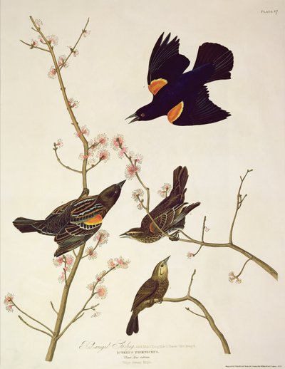 Rødvinget stær, fra 'Birds of America', gravert av Robert Havell (1793-1878) publisert 1820 av John James Audubon