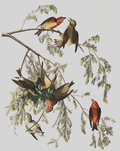 Red Crossbill, Loxia Curvirostra, fra "The Birds of America" av John J. Audubon, pub. 1827-38 av John James Audubon