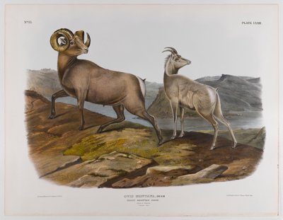Rocky Mountain sauer, 1845 av John James Audubon