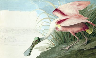 Roseate Spoonbill, Platalea Ajaja, fra "The Birds of America" av John J. Audubon, pub. 1827-38 av John James Audubon