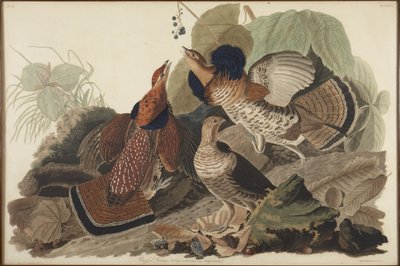 Kravehøne av John James Audubon