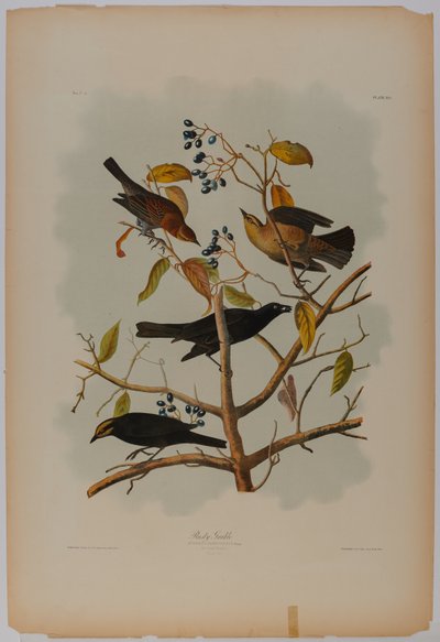Rusten grackle av John James Audubon