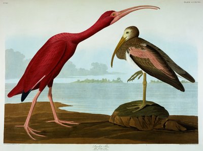 Scarlet Ibis av John James Audubon