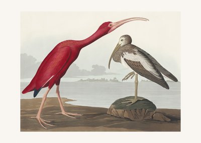 Skarlagenibis fra *Birds of America* (1827) av John James Audubon