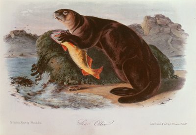 Sea Otter fra Quadrupeds of North America (1842-5) av John James Audubon