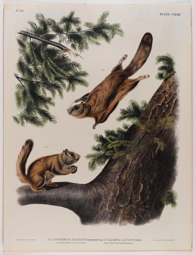 Severn River flygende ekorn (til venstre) og Rocky Mountain flygende ekorn (til høyre) av John James Audubon