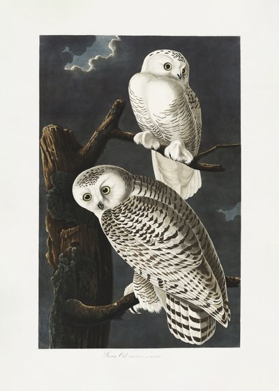 Snøugle fra *Birds of America* (1827) av John James Audubon