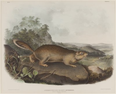 Spermophilus Parry (Parrys murmeldyrekorn) av John James Audubon