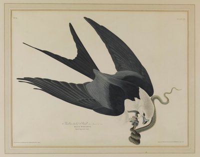 Svalestjertglente av John James Audubon