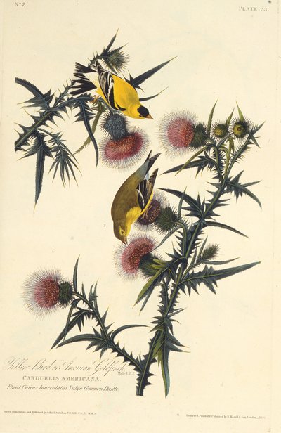 Den amerikanske gullfinken. Fra The Birds of America, 1827-1838. av John James Audubon