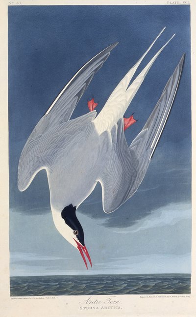 Polarternen. Fra The Birds of America, 1827-1838. av John James Audubon