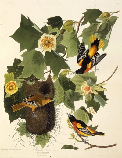 Baltimore-oriolen. Fra The Birds of America, 1827-1838. av John James Audubon