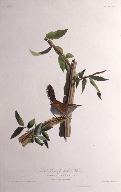 Bewicks wren. Fra The Birds of America, 1827-1838. av John James Audubon