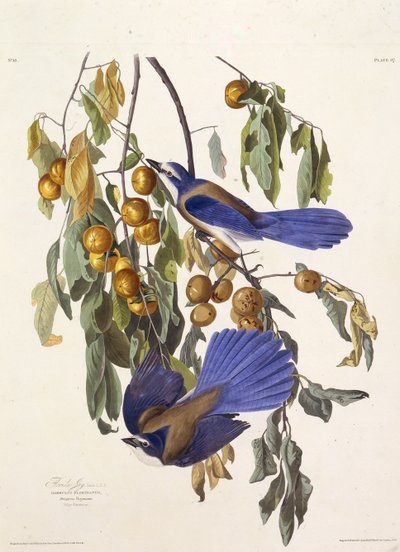 Floridas skrubbejay. Fra The Birds of America, 1827-1838. av John James Audubon