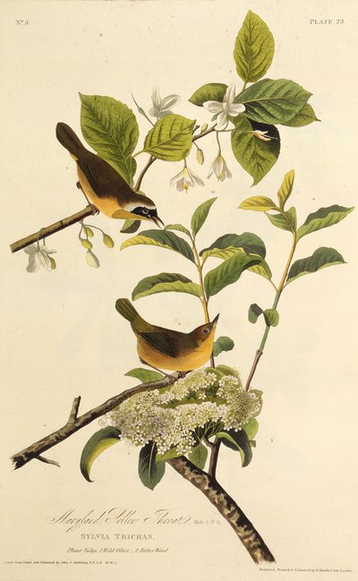Maryland Yellowthroat. Fra The Birds of America, 1827-1838. av John James Audubon