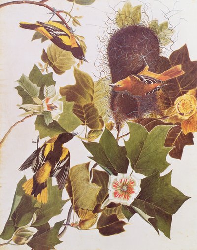 The Oriole, fra Birds of America av John James Audubon