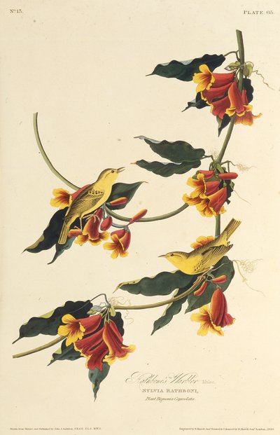 Rathbone Warbler. Fra The Birds of America, 1827-1838. av John James Audubon