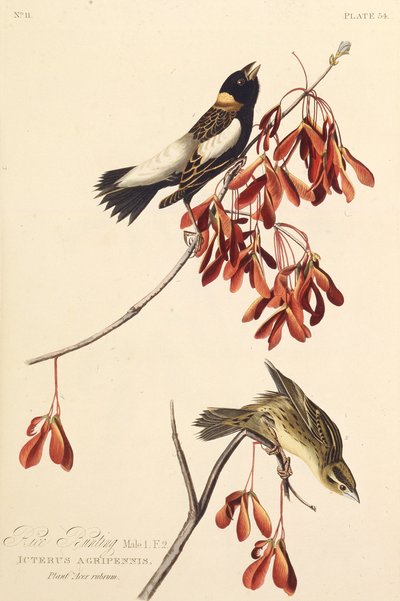 Risfuglen. Fra The Birds of America, 1827-1838. av John James Audubon