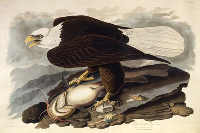 Den skallete ørnen. Fra The Birds of America, 1827-1838. av John James Audubon